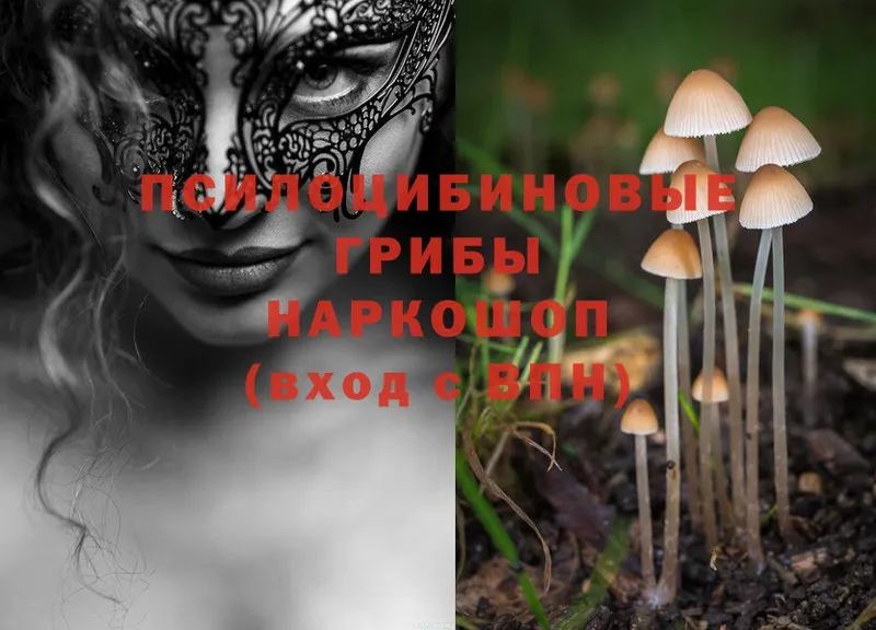 Псилоцибиновые грибы Psilocybine cubensis  сколько стоит  Миньяр 